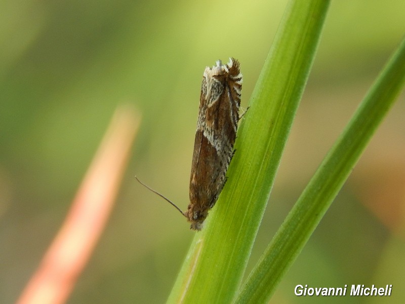 Tortricidae 1 da ID - Ancylis comptana